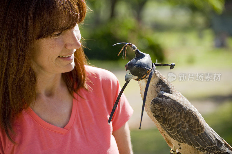 带帽的猎鹰(Falco Biamicus)